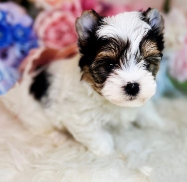 Available Yorkie Puppies