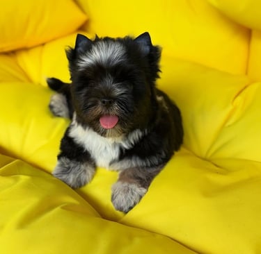 Yorkie Puppies Ready for Adoption