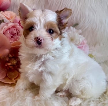 Yorkie Puppies Near Me
