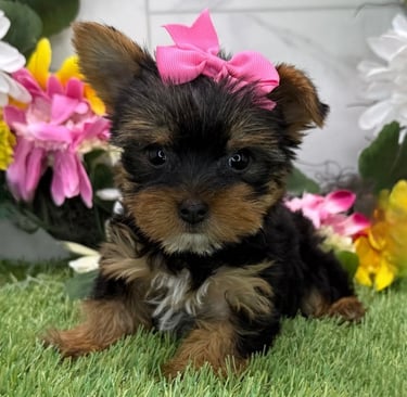 Teacup and Standard Yorkie Puppies
