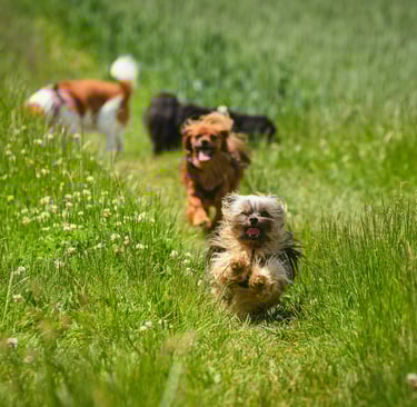 yorkie puppies for sale