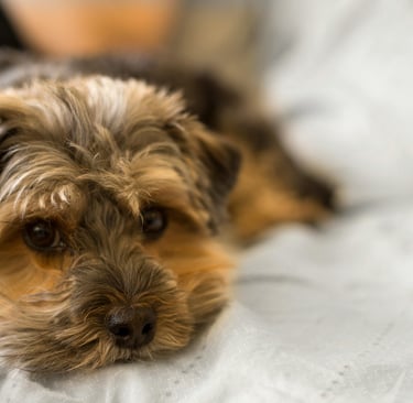 Yorkie puppies near me