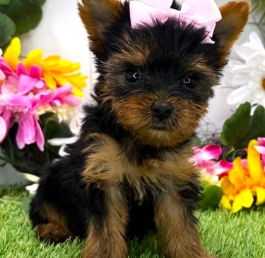 Cute Yorkie Puppies for Sale