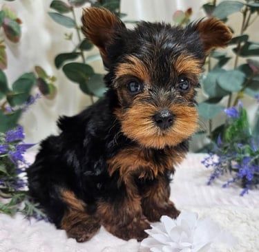 Purebred Yorkie Puppies Available