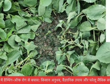 फूलगोभी की नर्सरी में डैम्पिंग-ऑफ रोग से बचाव के लिए किसान अनुभव, वैज्ञानिक समाधान और जैविक घरेलू उप