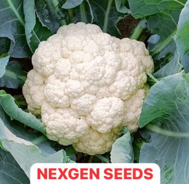 A fresh white cauliflower head growing in a garden, labeled as Nexgen Seeds NXG-Delight variety.