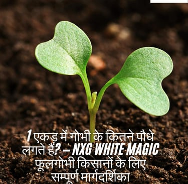 1 एकड़ में गोभी के कितने पौधे लगते हैं? NXG White Magic खेती गाइड