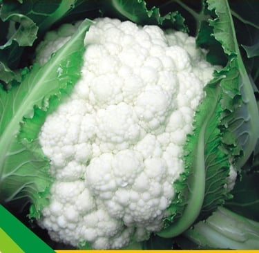 Fresh white cauliflower head with vibrant green leaves, ideal for healthy vegetarian recipes.