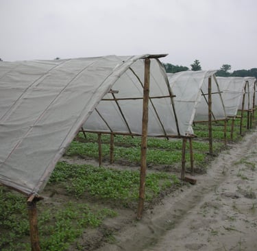 Green vegetable crops growing under protective row covers in a rural farm field.