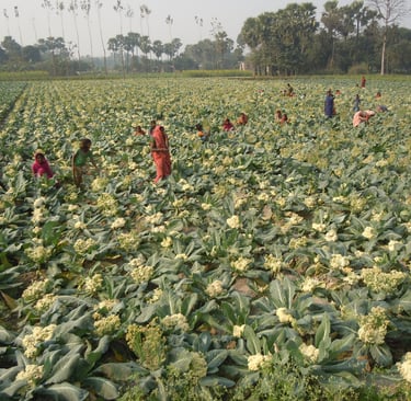 Local farmers harvesting organic cauliflower in a large rural vegetable field with palm trees.
