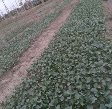 NXG Delight गोभी के स्वस्थ पौध – हाई क्वालिटी नर्सरी
