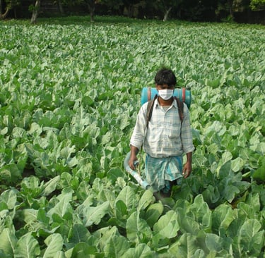 NXG Cauliflower cultivation: fungicide spray in progress with backpack machine in the field