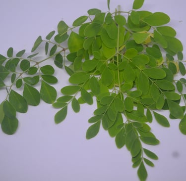moringa leaves and a white background