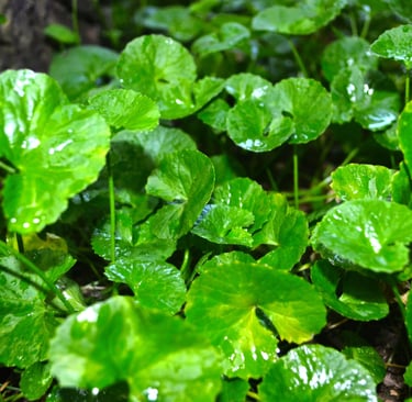 Fresh Gotukola (Centella asiatica) leaves growing in a lush, organic farm environment after rainfall