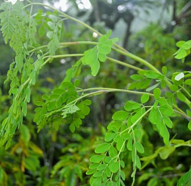 Fresh Moringa oleifera leaves growing on a tree in a natural green environment, captured in Sri Lank