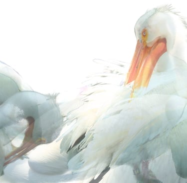 digital photo montage print, collage photography, birds, pelicans, nature, wildlife, white, orange, panoramic