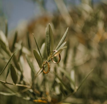 Alliances de mariage sur feuille d'olivier