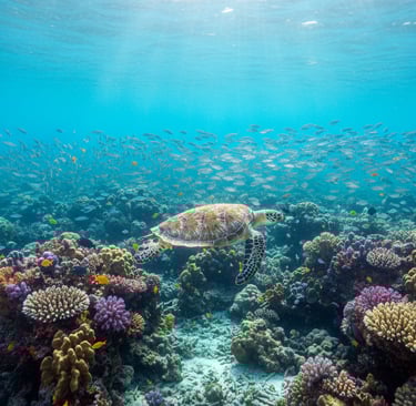 Scuba diver above Great Barrier Reef coral bommies as a sea turtle swims through bright, clear turquoise water.