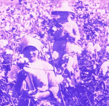 Foto Histórica das Colônias Agrícolas Paulistas, tratada em tons lilás.