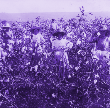 Mulheres coletoras de algodão no começo do século XX