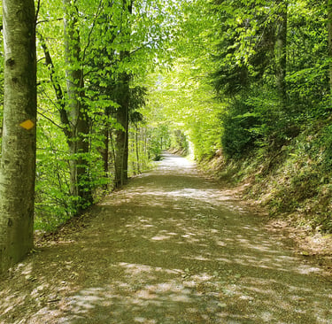 The path of the Kleiner Rugen Ringweg enclosed by a canopy of trees