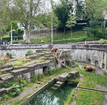 Looking into the bear pit in Bern