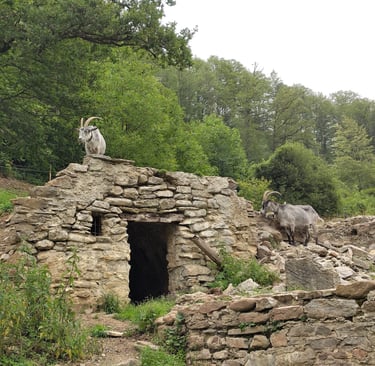 Goats climbing on the foundation of a burned down building at Ballenberg