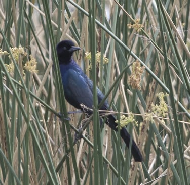 bird in the grass at the celery fields in Sarasota, fl