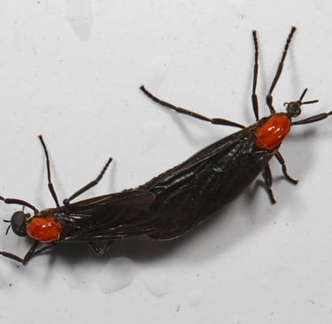 close up picture of a love bug