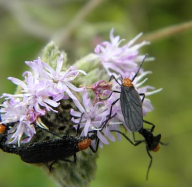 lovebugs on a purple flower