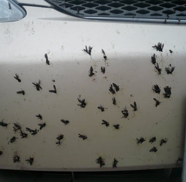 love bugs on white car's paint