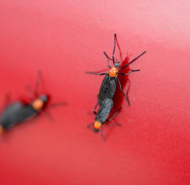 a pair of lovebugs on a red background