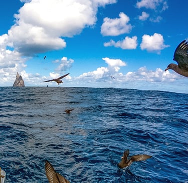 Sea to Summit Expeditions Ball's Pyramid Bird Bird Watching Tour