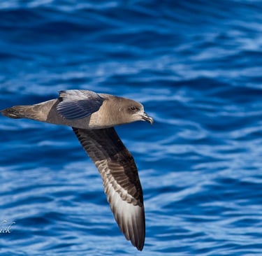 Providence Petrels out flying