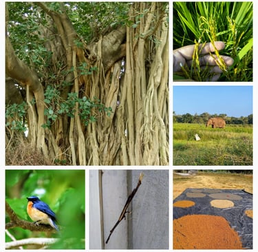 Biodiversity @ Drshya