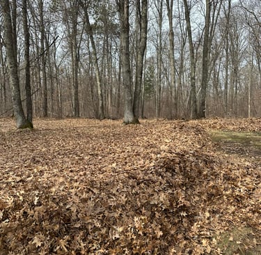 Leaf Cleanup