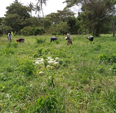 a group of people in a field harvesting watermelons