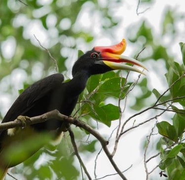 Hornbill at Kinabatangan