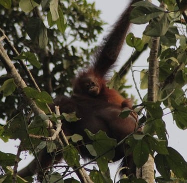 Orang utans in the wild