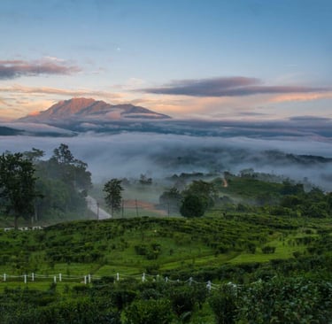 Sabah Tea Garden Resort