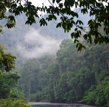 The beautiful rainforest of Danum Valley