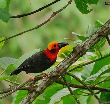 The elusive and most sought-after Bornean Bristlehead