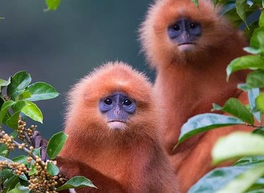 The endemic Red Leaf Monkeys in Danum Valley