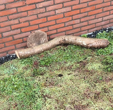 Bijenhotel, puur natuur