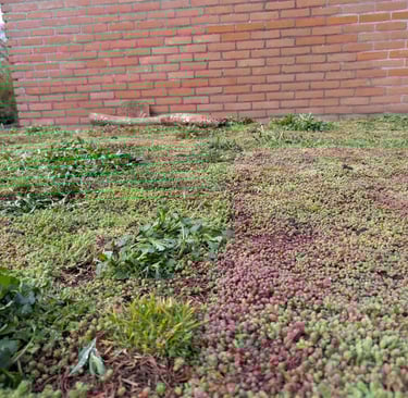 Kruiden/sedum pakket