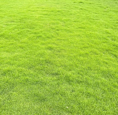 lawn grass suppliers in Hyderabad