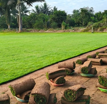 lawn grass suppliers in Rajahmundry