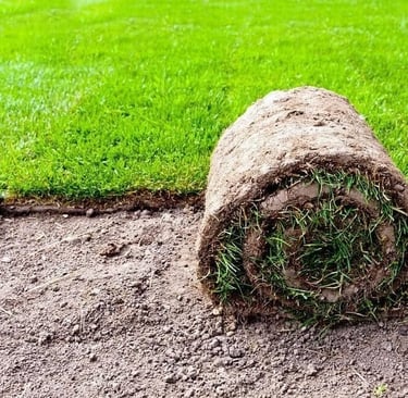 Korean lawn grass in Visakhapatnam