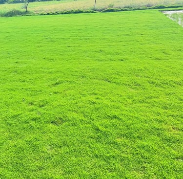 Lawn Grass Suppliers Kadiyam