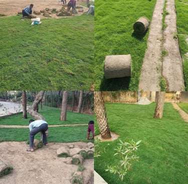 Lawn Grass Suppliers Kadiyam